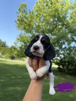 Purple- Willy , a male Basset Hound for sale in Fair Grove, MO – 1 of 4