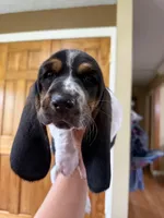 Black-Big John, a male Basset Hound for sale in Fair Grove, MO – 1 of 5