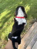 Ole Red, a male Basset Hound for sale in Fair Grove, MO – 3 of 5