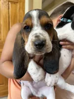 Ole Red, a male Basset Hound for sale in Fair Grove, MO – 2 of 5