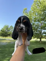 Black-Big John, a male Basset Hound for sale in Fair Grove, MO – 2 of 5