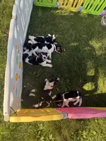 Big Blue, a male Basset Hound for sale in Fair Grove, MO – 5 of 6