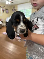 Purple- Willy , a male Basset Hound for sale in Fair Grove, MO – 2 of 4