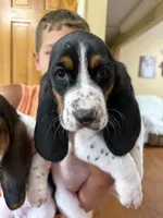 Big Blue, a male Basset Hound for sale in Fair Grove, MO – 2 of 6