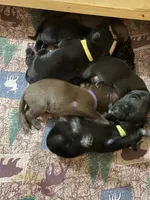 Purple , a male Labrador Retriever for sale in Ashland, MO – 2 of 3