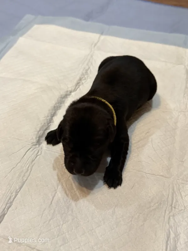 Yellow – Labrador Retriever puppy for sale in Ashland, MO