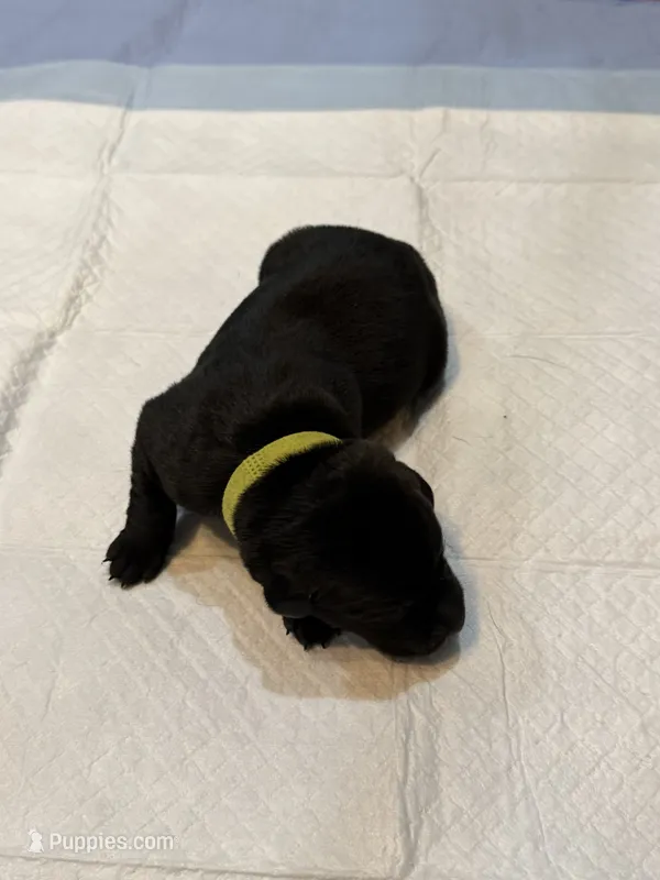 Chart – Labrador Retriever puppy for sale in Ashland, MO