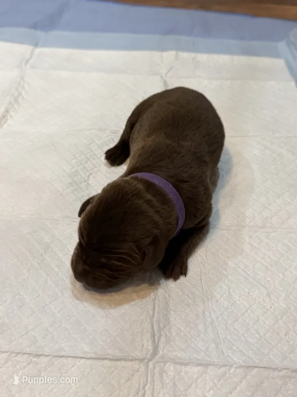 Purple  – Labrador Retriever puppy for sale in Ashland, MO