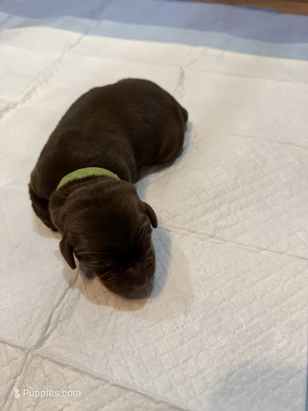 Green – Labrador Retriever puppy for sale in Ashland, MO