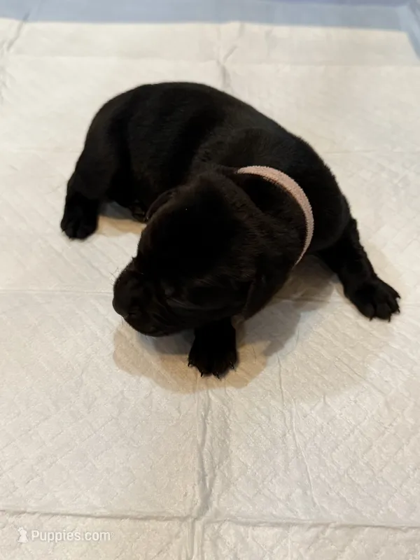 Pink – Labrador Retriever puppy for sale in Ashland, MO