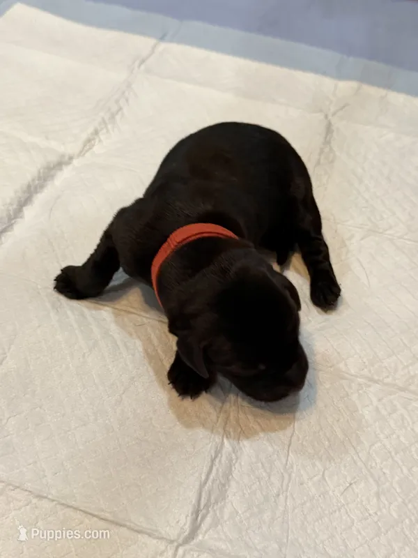 Red – Labrador Retriever puppy for sale in Ashland, MO