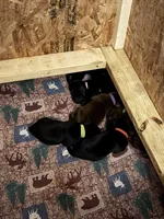 Green, a female Labrador Retriever for sale in Ashland, MO – 3 of 3