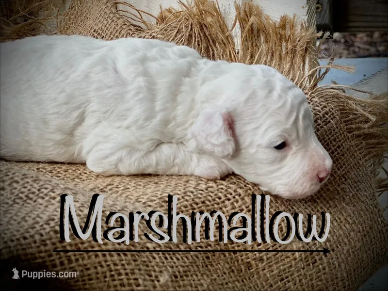 Marshmallow  – Poodle - Miniature  puppy for sale in Strawberry, AR