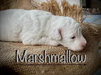 Marshmallow , a male Poodle - Miniature  for sale in Strawberry, AR – 1 of 2