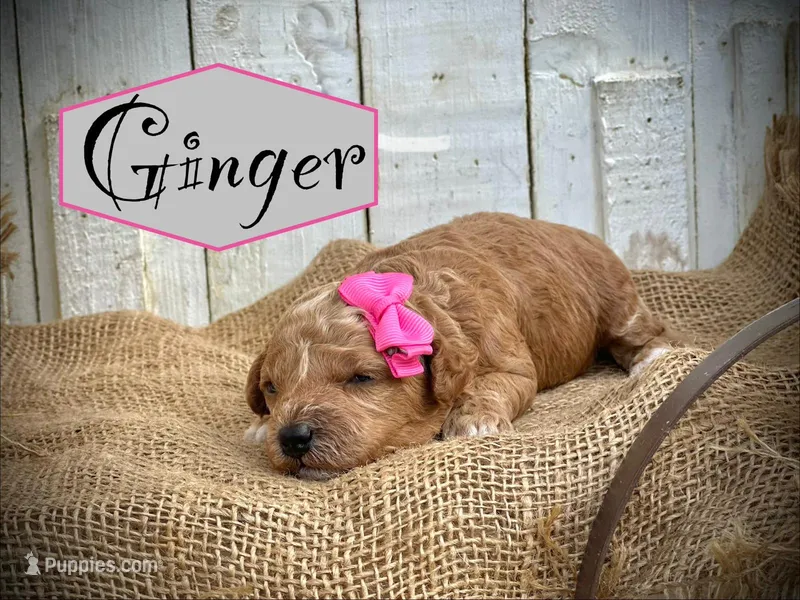 Ginger – Poodle - Miniature  puppy for sale in Strawberry, AR