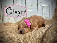 Ginger, a female Poodle - Miniature  for sale in Strawberry, AR – 1 of 2