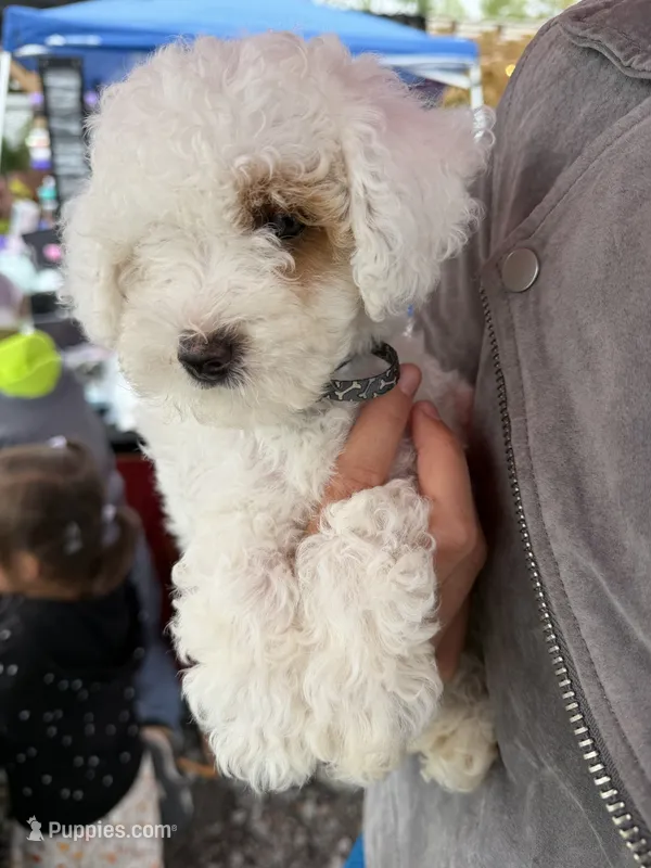 Marshmallow  – Poodle - Miniature  puppy for sale in Strawberry, AR