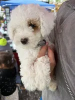 Marshmallow , a male Poodle - Miniature  for sale in Strawberry, AR – 1 of 5