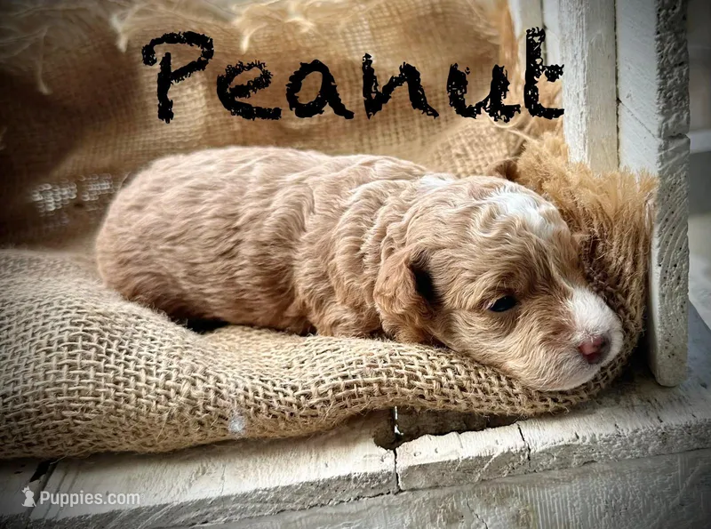 Peanut  – Poodle - Miniature  puppy for sale in Strawberry, AR