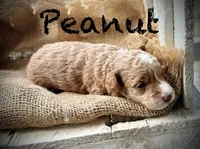 Peanut , a male Poodle - Miniature  for sale in Strawberry, AR – 1 of 2