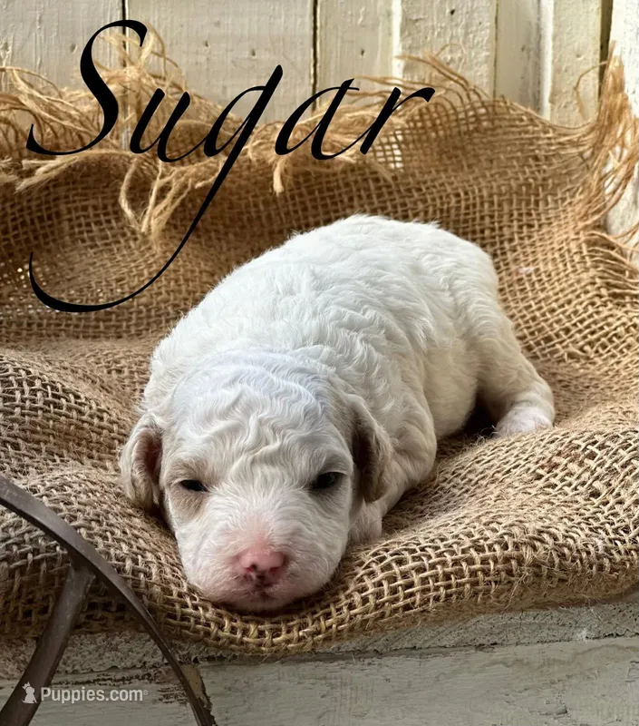 Sugar – Poodle - Miniature  puppy for sale in Strawberry, AR