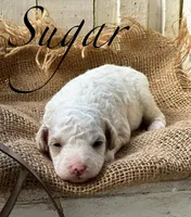 Sugar, a male Poodle - Miniature  for sale in Strawberry, AR – 1 of 2