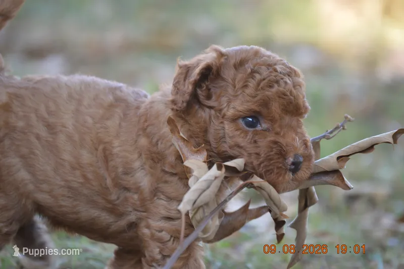 Chocolate – Poodle - Miniature  puppy for sale in Strawberry, AR