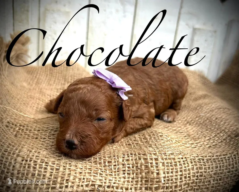 Chocolate – Poodle - Miniature  puppy for sale in Strawberry, AR