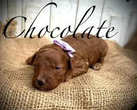 Chocolate, a female Poodle - Miniature  for sale in Strawberry, AR – 1 of 2