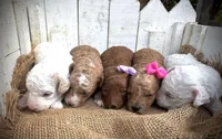 Ginger, a female Poodle - Miniature  for sale in Strawberry, AR – 2 of 2