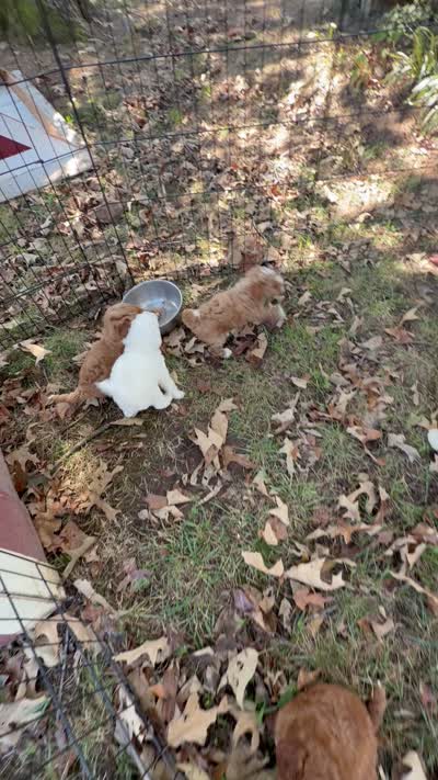 Marshmallow , a male Poodle - Miniature  for sale in Strawberry, AR – 5 of 5