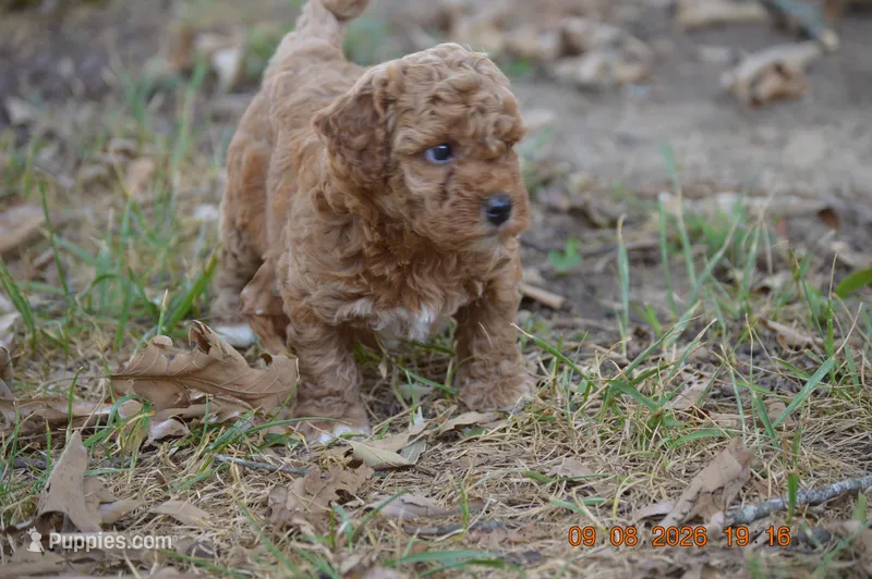 Ginger – Poodle - Miniature  puppy for sale in Strawberry, AR