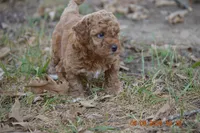 Ginger, a female Poodle - Miniature  for sale in Strawberry, AR – 1 of 5