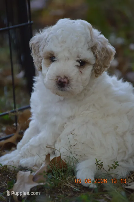 Sugar – Poodle - Miniature  puppy for sale in Strawberry, AR