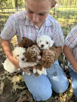 Ginger, a female Poodle - Miniature  for sale in Strawberry, AR – 4 of 5