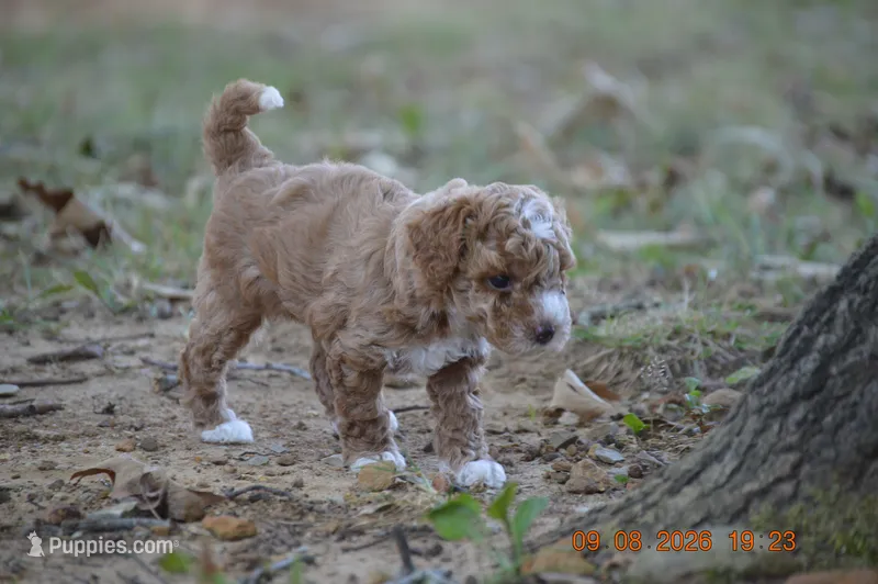 Peanut  – Poodle - Miniature  puppy for sale in Strawberry, AR