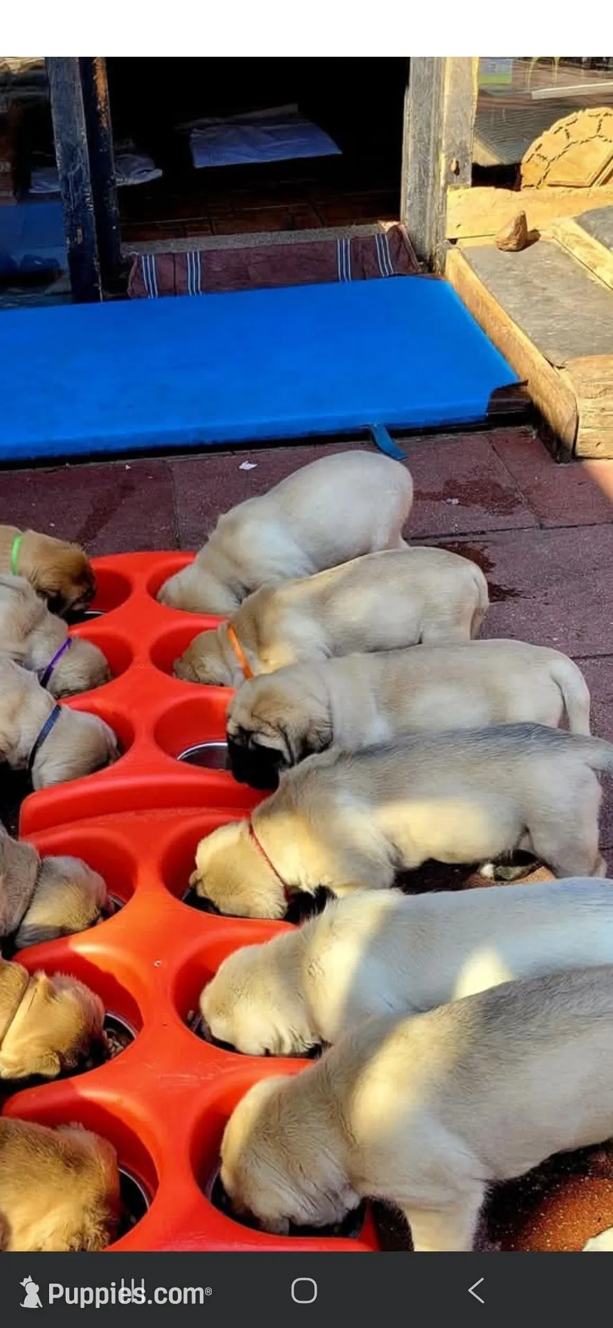 Spectacular franny, a female English Mastiff for sale in Colorado Springs, CO – Photo 4 of 5