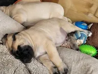 Spectacular franny, a female English Mastiff for sale in Colorado Springs, CO – Photo 2 of 5