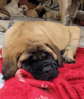 Spectacular franny, a female English Mastiff for sale in Colorado Springs, CO – Photo 1 of 5