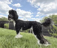 Aleka, a female Poodle - Multi-Colored Standard for sale in Fairview, TN – 3 of 10