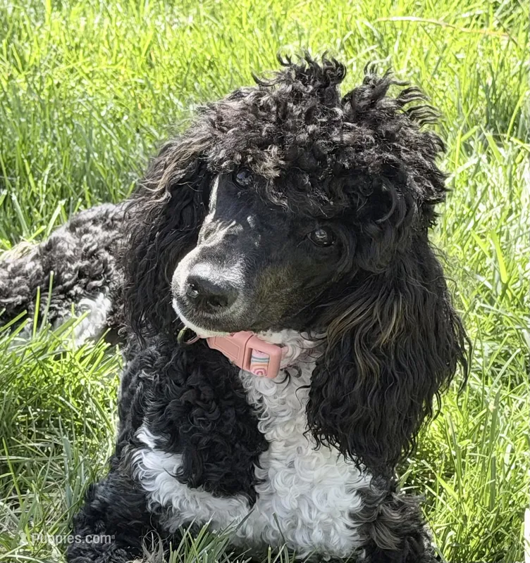 Aleka – Poodle - Multi-Colored Standard puppy for sale in Fairview, TN