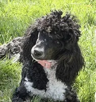 Aleka, a female Poodle - Multi-Colored Standard for sale in Fairview, TN – 1 of 10