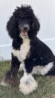 Aleka, a female Poodle - Multi-Colored Standard for sale in Fairview, TN – 2 of 10