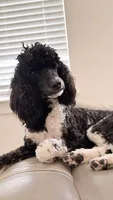 Aleka, a female Poodle - Multi-Colored Standard for sale in Fairview, TN – 7 of 10