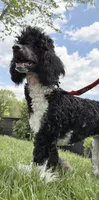 Aleka, a female Poodle - Multi-Colored Standard for sale in Fairview, TN – 4 of 10