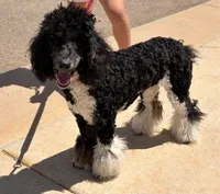 Aleka, a female Poodle - Multi-Colored Standard for sale in Fairview, TN – 5 of 10