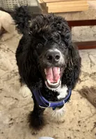Aleka, a female Poodle - Multi-Colored Standard for sale in Fairview, TN – 10 of 10