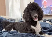 Aleka, a female Poodle - Multi-Colored Standard for sale in Fairview, TN – 6 of 10