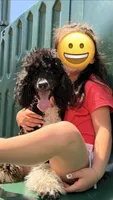 Aleka, a female Poodle - Multi-Colored Standard for sale in Fairview, TN – 8 of 10