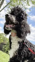 Aleka, a female Poodle - Multi-Colored Standard for sale in Fairview, TN – 9 of 10